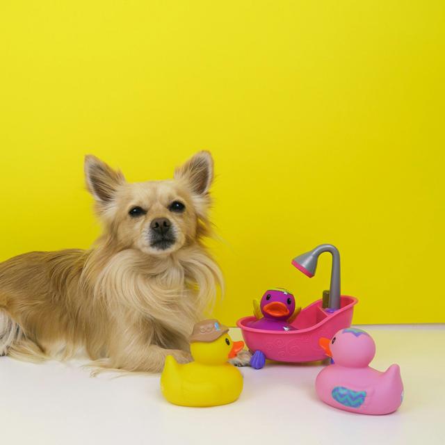 Squeaky Toys: Unleashing Canine Joy, One Squeak at a Time