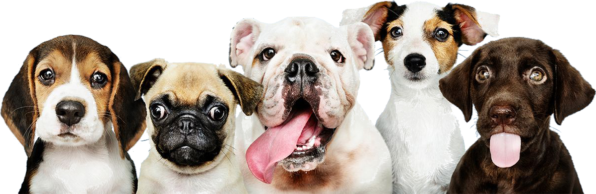 Dog Years Puppies Banner