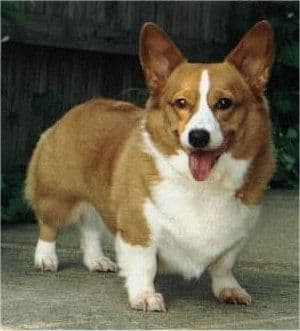 Cardigan Welsh Corgi
