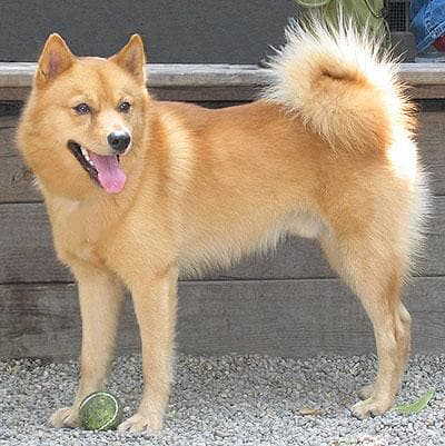 Finnish Spitz