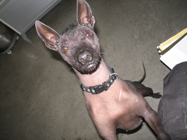 Xoloitzcuintli