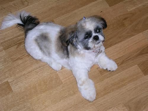 Shih Tzu