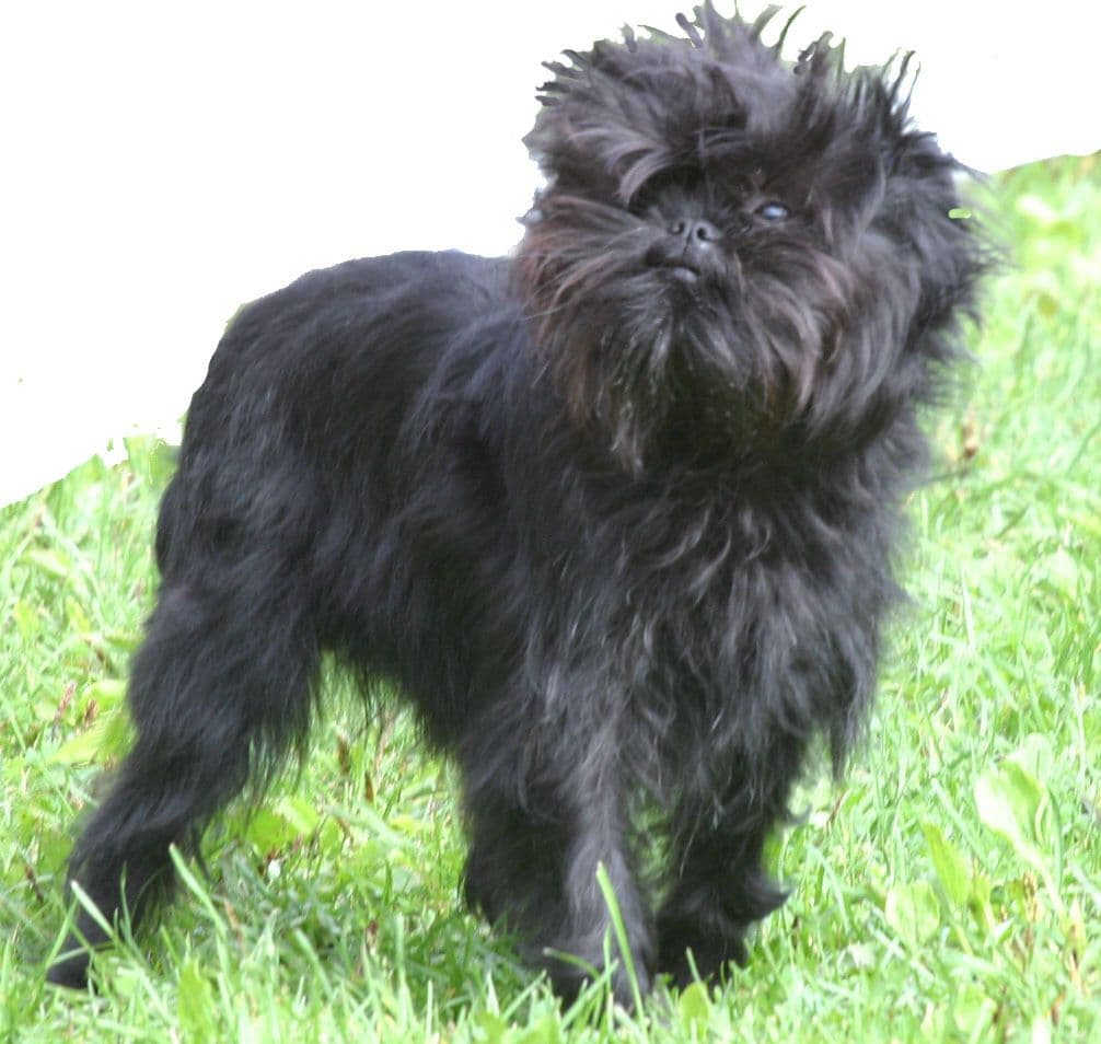 Affenpinscher