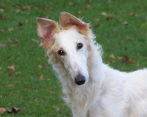 Borzoi