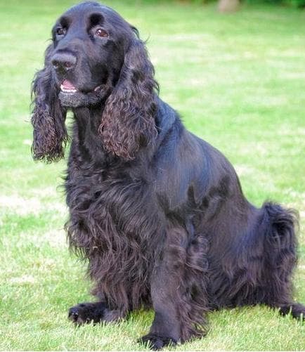 Field Spaniel