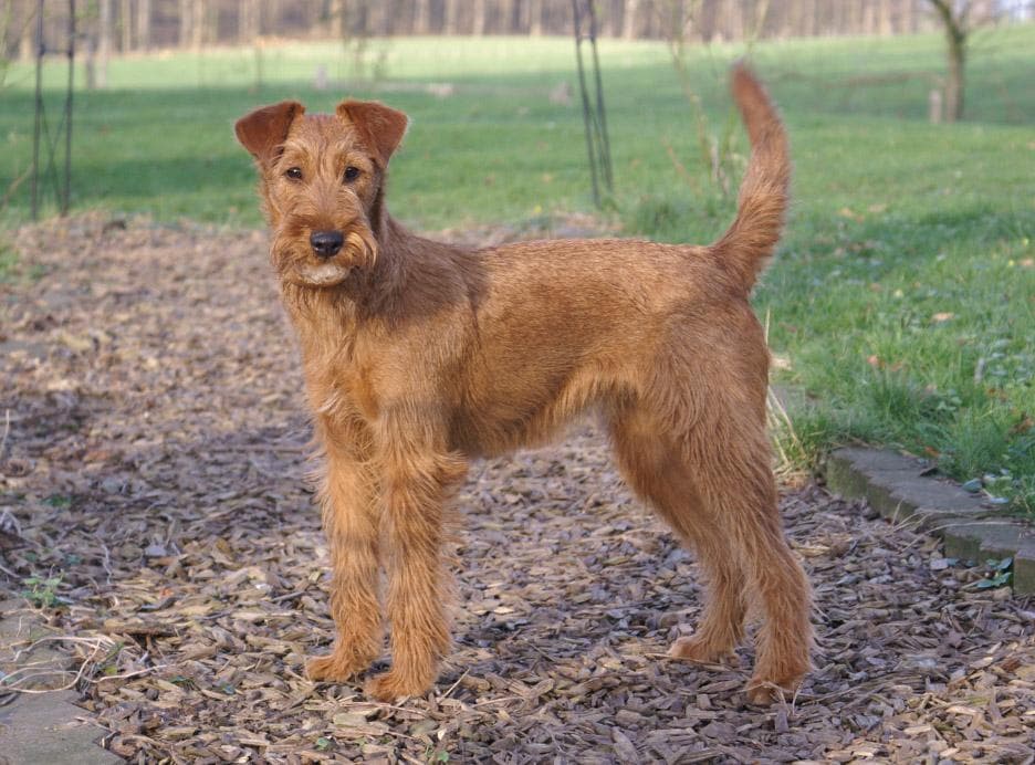 Irish Terrier