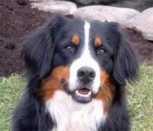 Bernese Mountain Dog