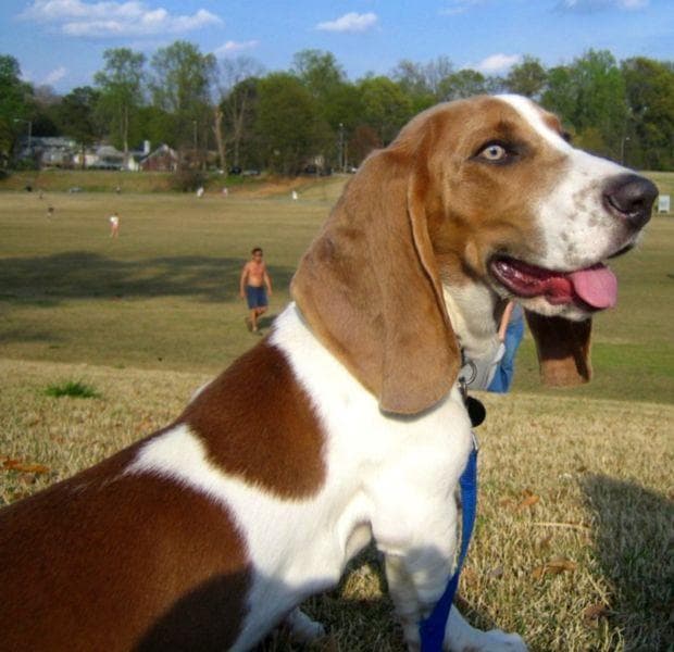 Basset Hound