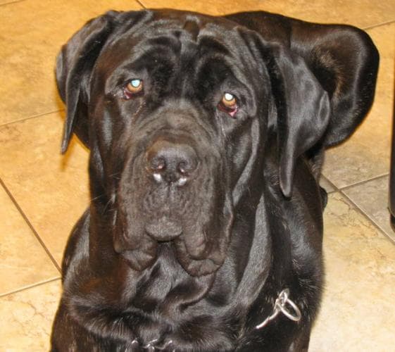 Neapolitan Mastiff