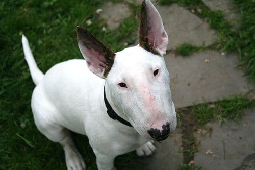 Bull Terrier