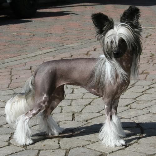 Chinese Crested
