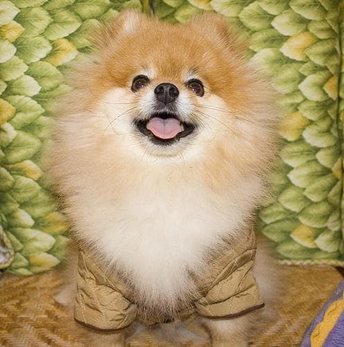 Pomeranian