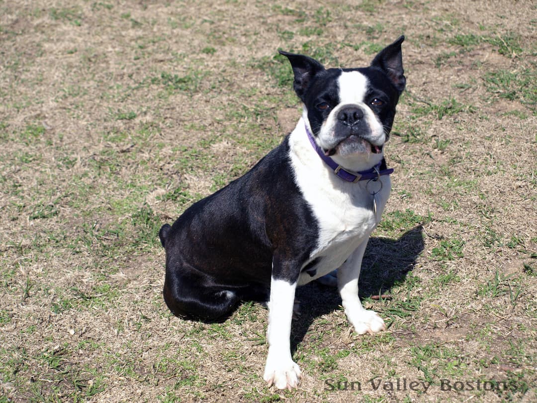 Boston Terrier