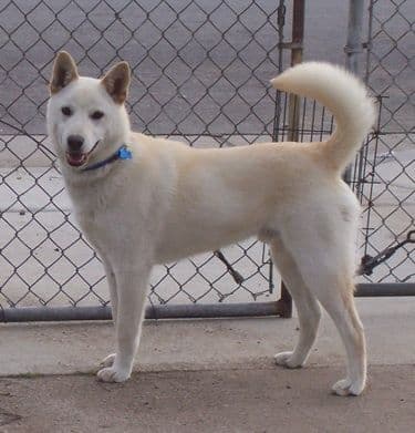 Canaan Dog