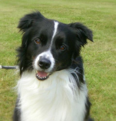 Border Collie