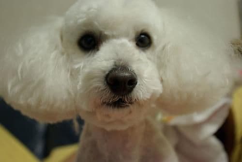 Toy Poodle