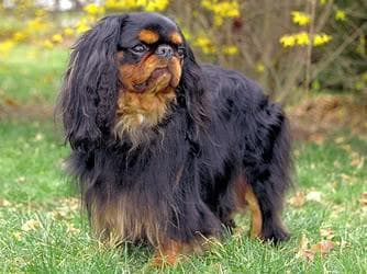 English Toy Spaniel