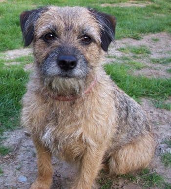 Border Terrier