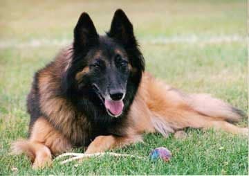 Belgian Tervuren
