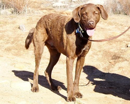 Chesapeake Bay Retriever
