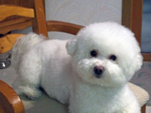 Bichon Frise