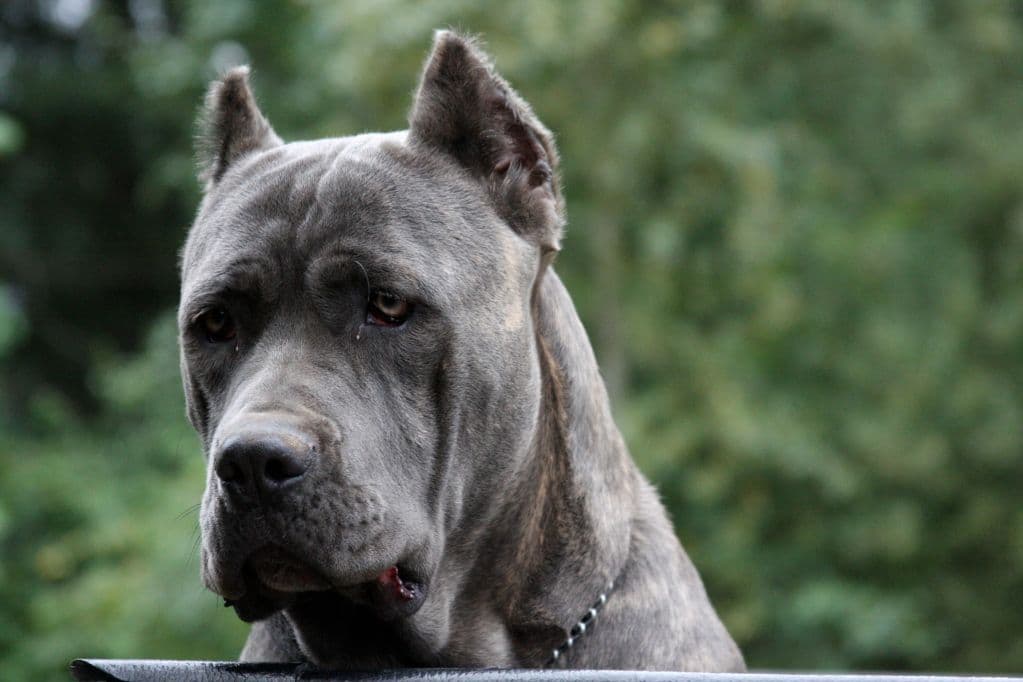 Cane Corso