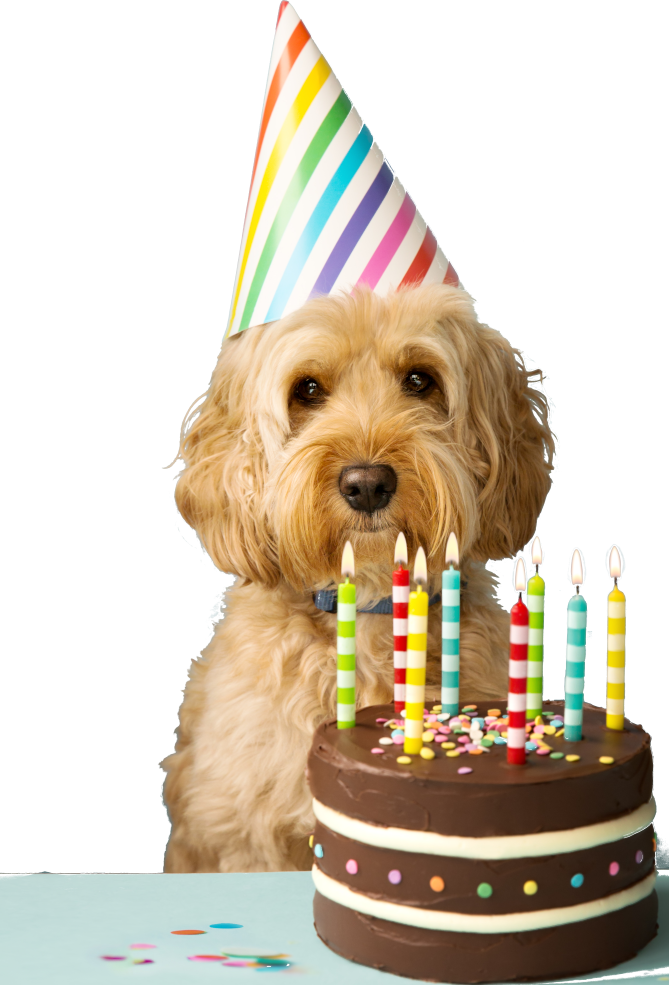 Picture of a puppy on a colored square with rounded corners