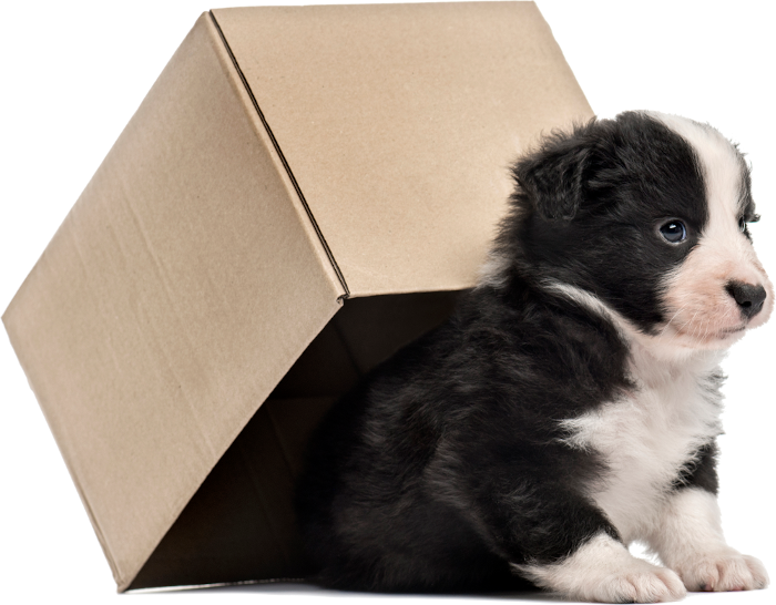 Picture of a puppy on a colored square with rounded corners